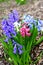 Beautiful, colorful, fragrant, spring flowers Hyacinth