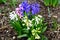 Beautiful, colorful, fragrant, spring flowers Hyacinth