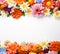 Beautiful colorful fresh flowers There is space to enter text. website decoration