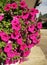 Beautiful colorful geraniums