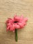 Beautiful colorful gerbera on wooden background. Florist workplace