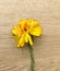 Beautiful colorful gerbera on wooden background. Florist workplace