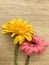 Beautiful colorful gerbera on wooden background. Florist workplace