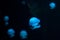 Beautiful colorful glowing jellyfishes in macro closeup shot swimming in aquarium pool with blue background. Mastigias