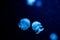 Beautiful colorful glowing jellyfishes in macro closeup shot swimming in aquarium pool with blue background. Mastigias