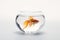 A beautiful and colorful goldfish swimming in a tank