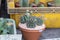 Beautiful Colorful Gymnocalycium cactus on pot in the garden.