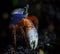 A beautiful, colorful harlequin crab puts her scissor in the foreground.