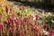 Beautiful colorful heather growing in the garden