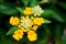 Beautiful colorful Hedge Flower, Lantana camara or Weeping Lantana Linn  in the garden .selective focus