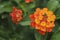 Beautiful Colorful Hedge Flower,Lantana, Weeping lantana,Lantana camara L,Medicinal plants have a variety of therapeutic