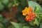 Beautiful Colorful Hedge Flower,Lantana, Weeping lantana,Lantana camara L,Medicinal plants have a variety of therapeutic