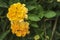 Beautiful Colorful Hedge Flower,Lantana, Weeping lantana,Lantana camara L,Medicinal plants have a variety of therapeutic