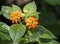 Beautiful Colorful Hedge Flower, Weeping Lantana, Lantana camara Linn