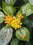 Beautiful Colorful Hedge Flower, Weeping Lantana, Lantana camara Linn