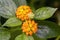 Beautiful Colorful Hedge Flower, Weeping Lantana, Lantana camara Linn