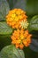 Beautiful Colorful Hedge Flower, Weeping Lantana, Lantana camara Linn