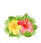 Beautiful Colorful Hibiscus Flowers Blossom and Tropical Leaves