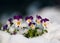 Beautiful colorful horned pansy flowers at springtime in garten with snow.