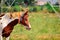 beautiful colorful horse top view,African horse on standing,African horses watching the left side,horse normal standing and green