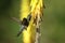 Beautiful and colorful humming bird feeding on a yellow Aloe vera flower