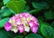 Beautiful colorful Hydrangea serrata flowers in the morning sun close up. Common names Mountain hydrangea and Tea of heaven.