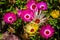 Beautiful and colorful ice plant flowers in bloom, nature background, popular tropical ornamental garden plant