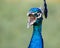 The Beautiful and Colorful Indian Peacock