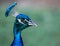 The Beautiful and Colorful Indian Peacock