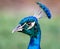 The Beautiful and Colorful Indian Peacock