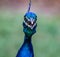 The Beautiful and Colorful Indian Peacock