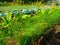 beautiful and colorful Italian vegetable garden in the countryside, with flowers and fennel plants in the foreground