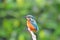 Beautiful Colorful Kingfisher bird, male Blue-eared Kingfisher (Alcedo meninting), standing on a branch