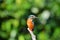 Beautiful Colorful Kingfisher bird, male Blue-eared Kingfisher (Alcedo meninting), standing on a branch