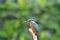 Beautiful Colorful Kingfisher bird, male Blue-eared Kingfisher (Alcedo meninting), standing on a branch