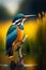 Beautiful and colorful kingfisher in jungle