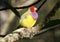 A beautiful and colorful Lady Gouldian finch on the tree