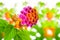 beautiful colorful Lantana camara flower on blur background, closeup