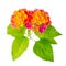 Beautiful colorful Lantana camara flower is isolated on white ba