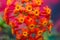 Beautiful colorful lantana flower