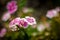 A beautiful and colorful macro portrait of a bunch of white and purple caryophyllus dianthus or pink kisses flowers in a very