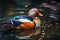 A beautiful and colorful Mandarin Duck swimming in a pond - This Mandarin Duck is swimming in a pond. Generative AI