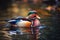 A beautiful and colorful Mandarin Duck swimming in a pond - This Mandarin Duck is swimming in a pond. Generative AI