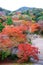 the beautiful colorful momiji maple tree in Autumn season, maple