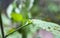 A beautiful colorful multicolor dragonfly sitting on an eggplant leaf