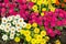 Beautiful colorful Narrowleaf Zinnia or Classic Zinnia flowers