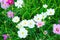 Beautiful and colorful natural summer cosmos flowers on green grass field background. Cosmos bipinnatus garden cosmos or Mexican