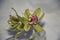 Beautiful colorful orchidea close up
