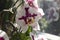 Beautiful colorful orchidea close up