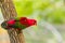 Beautiful colorful Pair Lovebirds parrots on branch. Colorful Love parrot couple